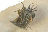 Short-Fork Walliserops Hammi Trilobite - Flying Preparation! #350485-5